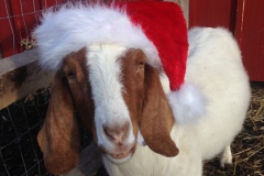 Santa Goat