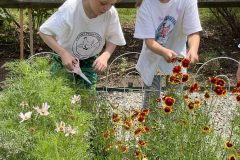 Harvesting Dye Plants