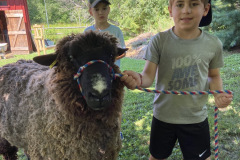 Sheep Handling