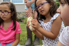 Learning about chicks