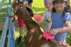 Washing goats