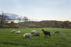 Llama and brood ewes