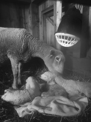 Romney Ewe with Triplets