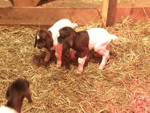 Boer Goat Triplets