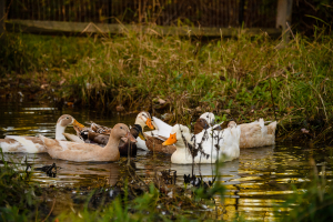 Penny's egg-laying ducks