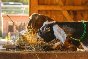 Nubian Goats