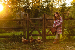 Feeding chickens