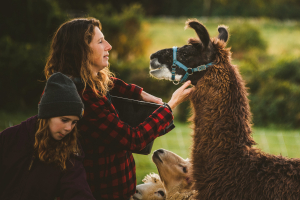 Hercules the Llama