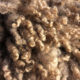 A natural color fleece