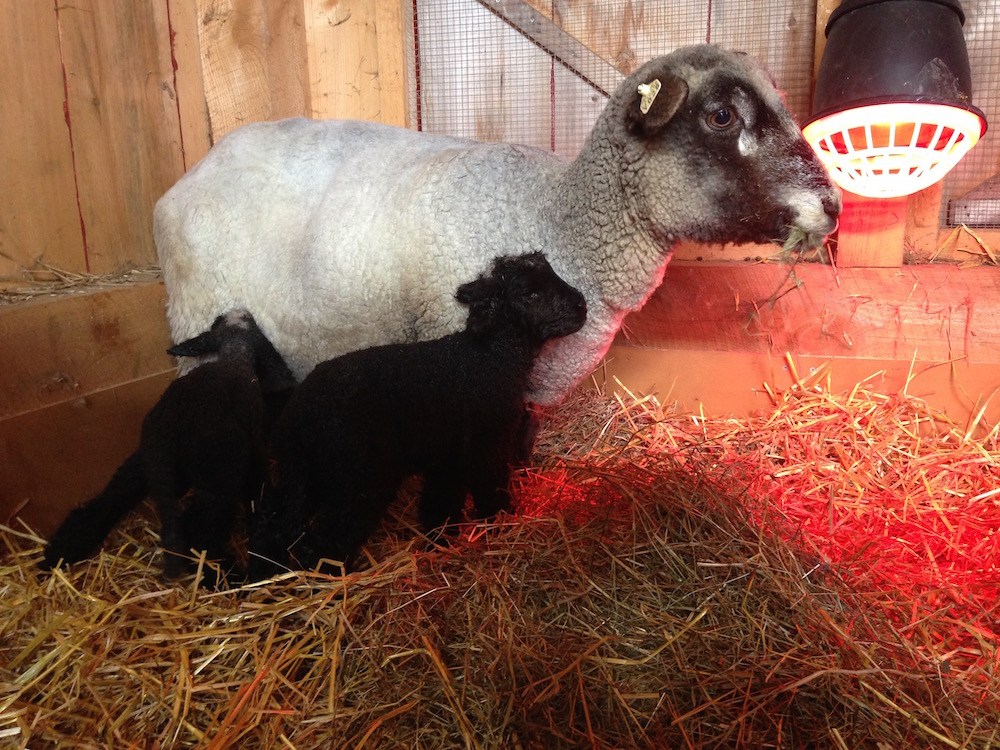 Maggie and her just-born lambs