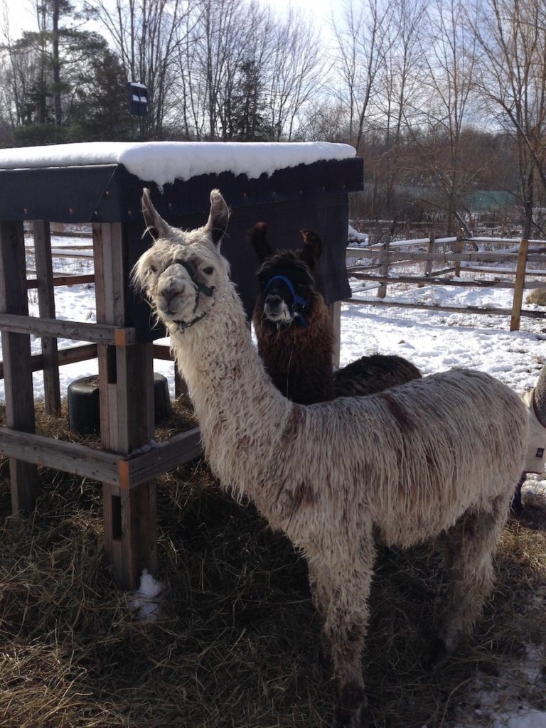 Atlas (in front) and Hercules (in back), the llamas of Henny Penny Farm