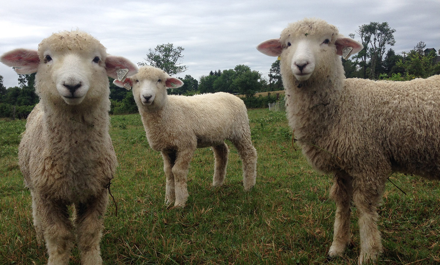 Romney Sheep at Henny Penny Farm, Ridgefield CT