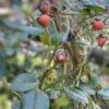 Rose Hip & Hemp Facial Cleanser (vegan) - Image 2