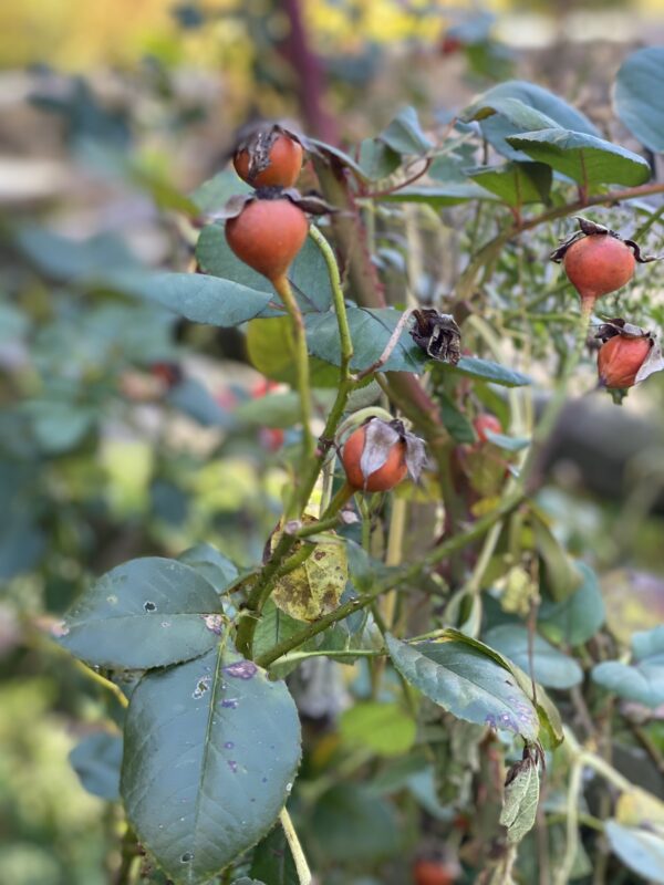 Rose Hip & Hemp Facial Cleanser (vegan) - Image 2