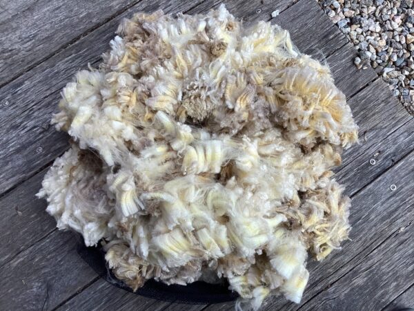 Raw Fleeces (Romeldale)